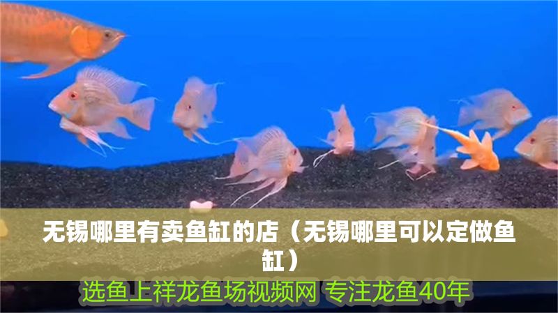 無錫哪里有賣魚缸的店（無錫哪里可以定做魚缸）