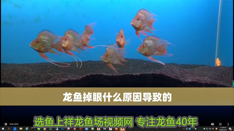 龍魚掉眼什么原因導致的