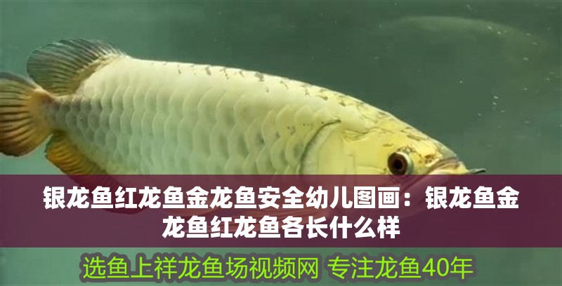 銀龍魚紅龍魚金龍魚安全幼兒圖畫：銀龍魚金龍魚紅龍魚各長什么樣