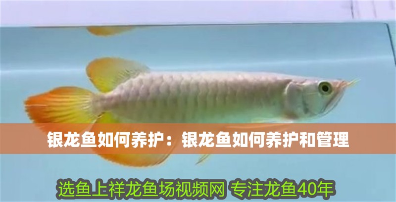 銀龍魚如何養(yǎng)護：銀龍魚如何養(yǎng)護和管理