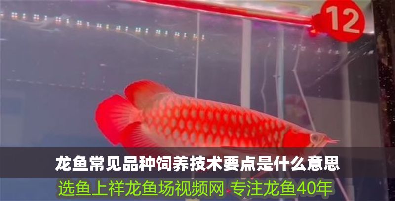 龍魚常見品種飼養(yǎng)技術(shù)要點(diǎn)是什么意思