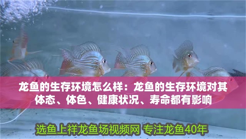 龍魚的生存環(huán)境怎么樣：龍魚的生存環(huán)境對其體態(tài)、體色、健康狀況、壽命都有影響