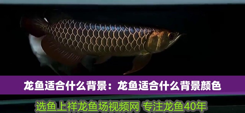 龍魚適合什么背景：龍魚適合什么背景顏色