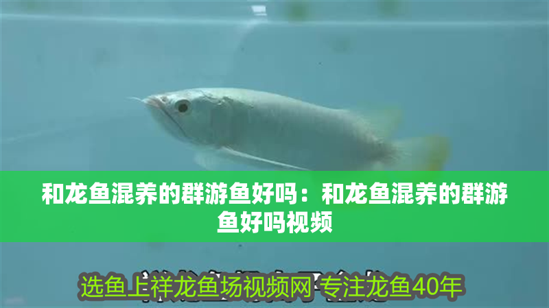 和龍魚混養(yǎng)的群游魚好嗎：和龍魚混養(yǎng)的群游魚好嗎視頻