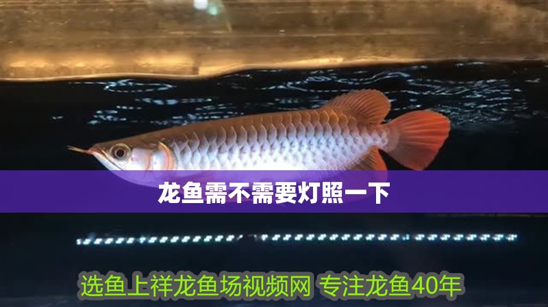 龍魚需不需要燈照一下