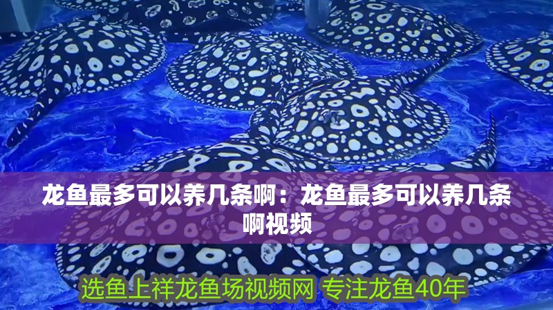 龍魚最多可以養幾條啊：龍魚最多可以養幾條啊視頻