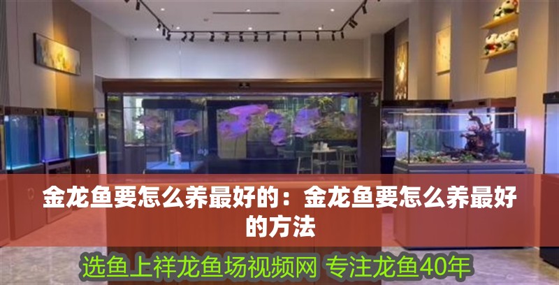 金龍魚要怎么養最好的:金龍魚要怎么養最好的方法 水族問答 金龍魚要怎么養最好的:金龍魚要怎么養最好的方法 金龍魚要怎么養最好的:金龍魚要怎么養最好的方法 水族問答