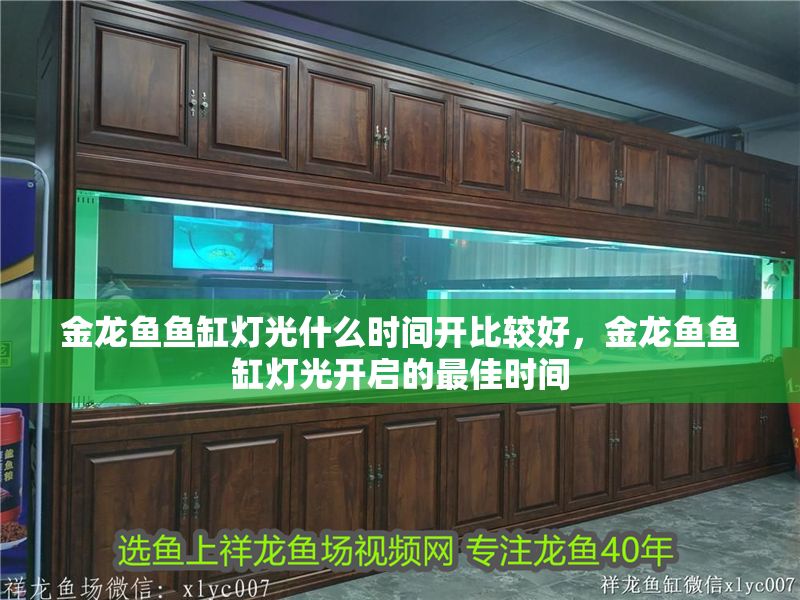 金龍魚魚缸燈光什么時(shí)間開(kāi)比較好，金龍魚魚缸燈光開(kāi)啟的最佳時(shí)間