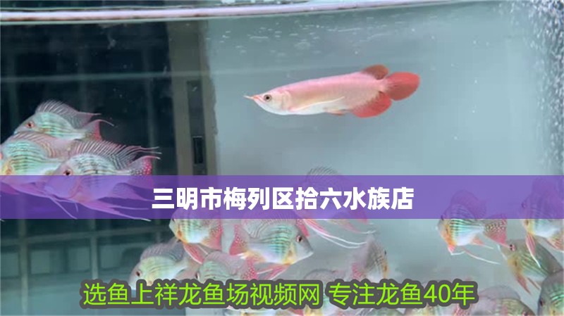 三明市梅列區拾六水族店