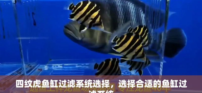 四紋虎魚缸過濾系統(tǒng)選擇,選擇合適的魚缸過濾系統(tǒng) 虎魚百科 第1張 四紋虎魚缸過濾系統(tǒng)選擇,選擇合適的魚缸過濾系統(tǒng) 四紋虎魚缸過濾系統(tǒng)選擇,選擇合適的魚缸過濾系統(tǒng) 虎魚百科 第1張