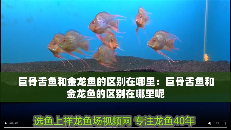 巨骨舌魚和金龍魚的區別在哪里：巨骨舌魚和金龍魚的區別在哪里呢