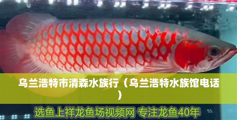 烏蘭浩特市清森水族行（烏蘭浩特水族館電話）