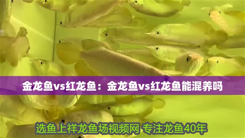金龍魚vs紅龍魚：金龍魚vs紅龍魚能混養嗎