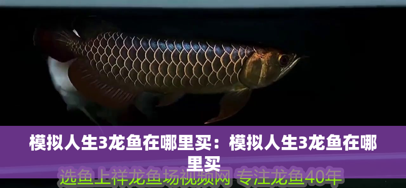 模擬人生3龍魚在哪里買：模擬人生3龍魚在哪里買