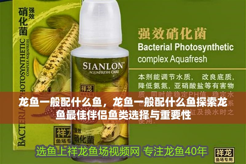 龍魚一般配什么魚，龍魚一般配什么魚探索龍魚最佳伴侶魚類選擇與重要性