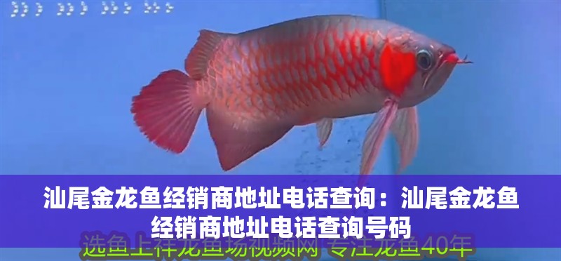 汕尾金龍魚經銷商地址電話查詢：汕尾金龍魚經銷商地址電話查詢號碼