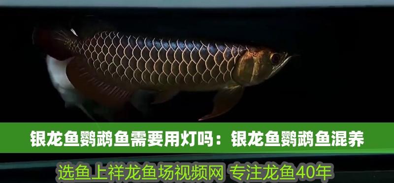 銀龍魚鸚鵡魚需要用燈嗎：銀龍魚鸚鵡魚混養(yǎng)