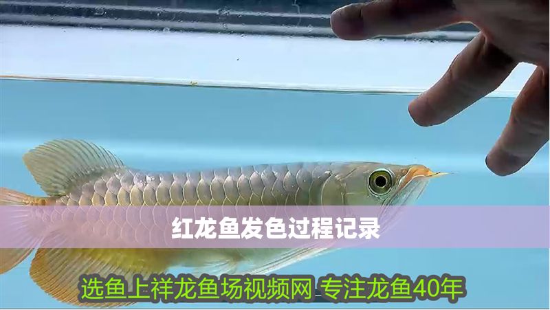 紅龍魚發(fā)色過程記錄