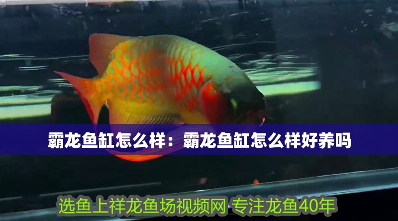 霸龍魚缸怎么樣：霸龍魚缸怎么樣好養(yǎng)嗎