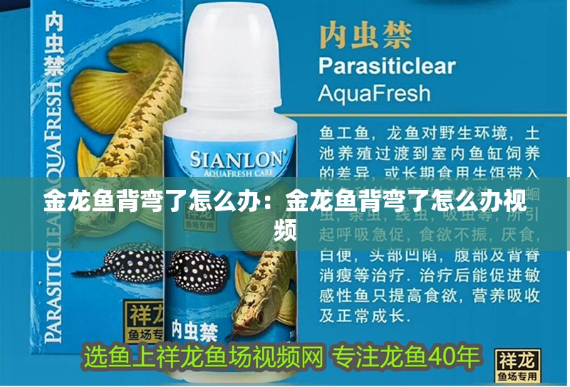 金龍魚背彎了怎么辦：金龍魚背彎了怎么辦視頻