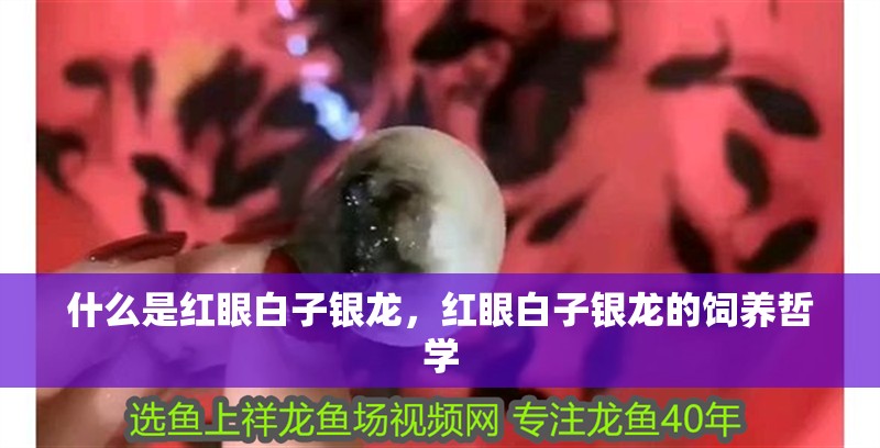 什么是紅眼白子銀龍，紅眼白子銀龍的飼養哲學