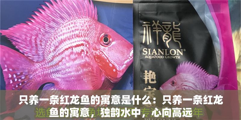 只養一條紅龍魚的寓意是什么：只養一條紅龍魚的寓意，獨韻水中，心向高遠