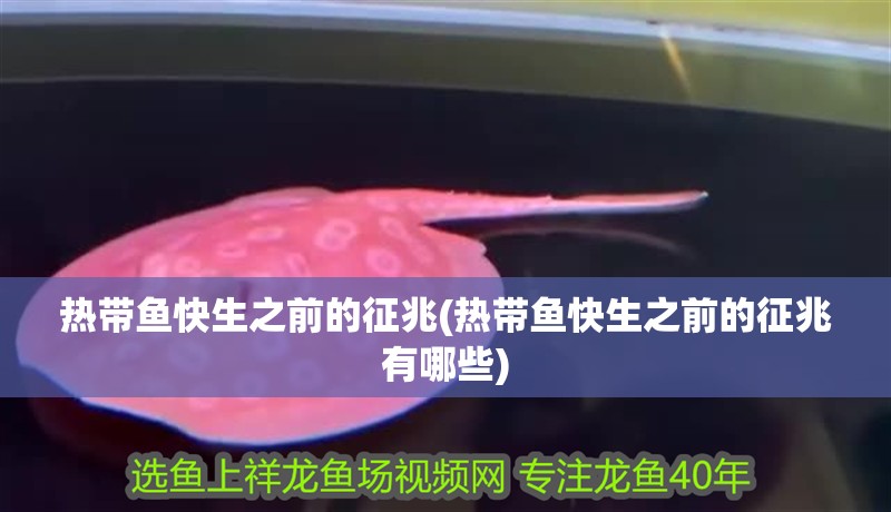 熱帶魚快生之前的征兆(熱帶魚快生之前的征兆有哪些) 熱帶魚快生之前的征兆(熱帶魚快生之前的征兆有哪些) 銀龍魚百科