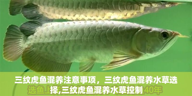 三紋虎魚混養注意事項，三紋虎魚混養水草選擇,三紋虎魚混養水草控制