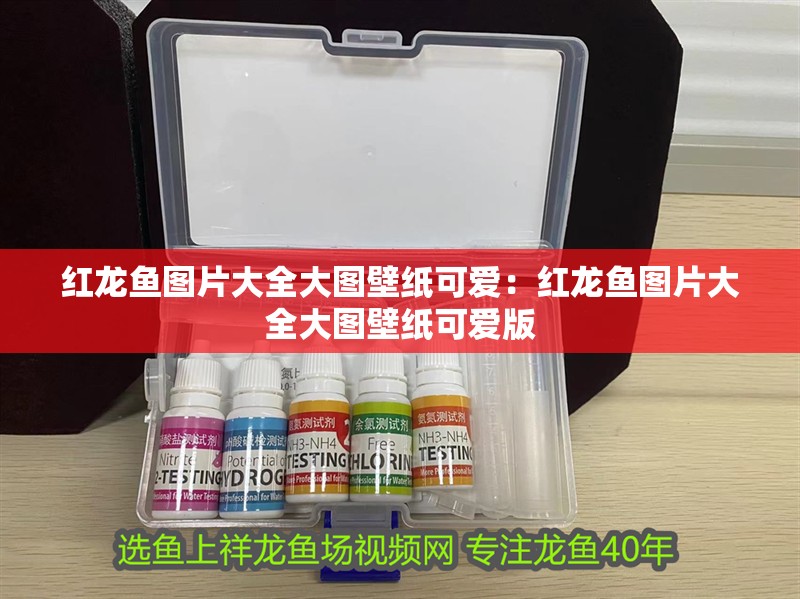 紅龍魚圖片大全大圖壁紙可愛：紅龍魚圖片大全大圖壁紙可愛版