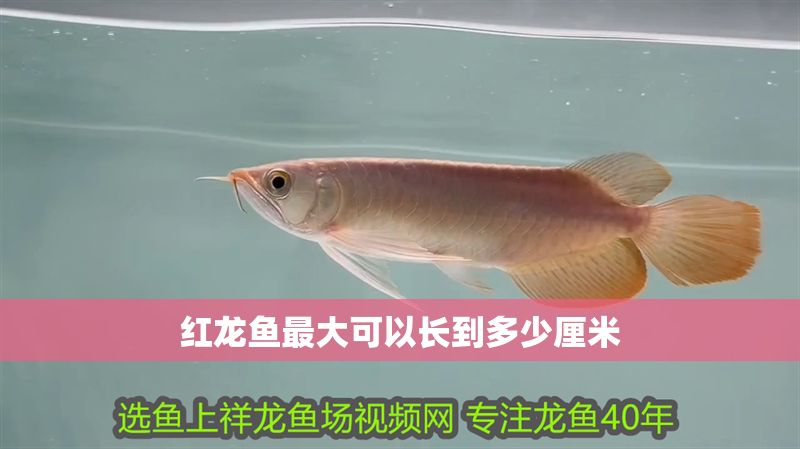 紅龍魚最大可以長到多少厘米