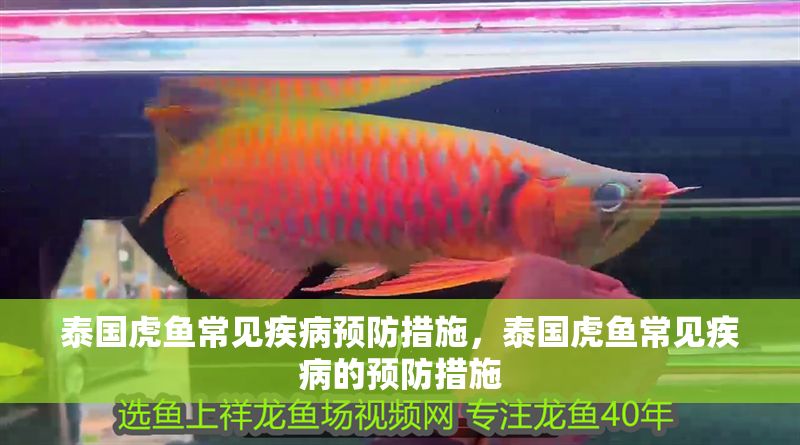 泰國虎魚常見疾病預防措施，泰國虎魚常見疾病的預防措施