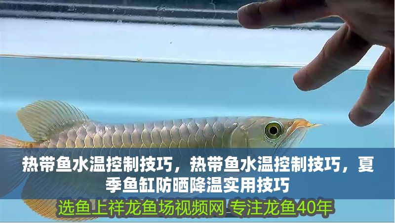 熱帶魚水溫控制技巧，熱帶魚水溫控制技巧，夏季魚缸防曬降溫實用技巧
