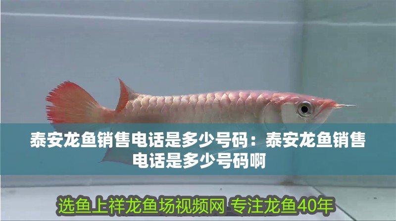 泰安龍魚銷售電話是多少號碼：泰安龍魚銷售電話是多少號碼啊