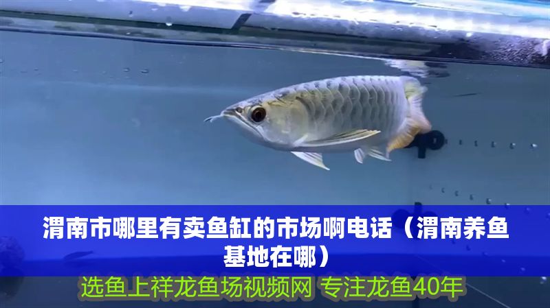 渭南市哪里有賣魚缸的市場啊電話(渭南養魚基地在哪) 虎魚百科 第1張 渭南市哪里有賣魚缸的市場啊電話(渭南養魚基地在哪) 渭南市哪里有賣魚缸的市場啊電話(渭南養魚基地在哪) 虎魚百科 第1張