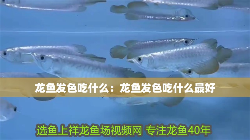 龍魚發(fā)色吃什么：龍魚發(fā)色吃什么最好