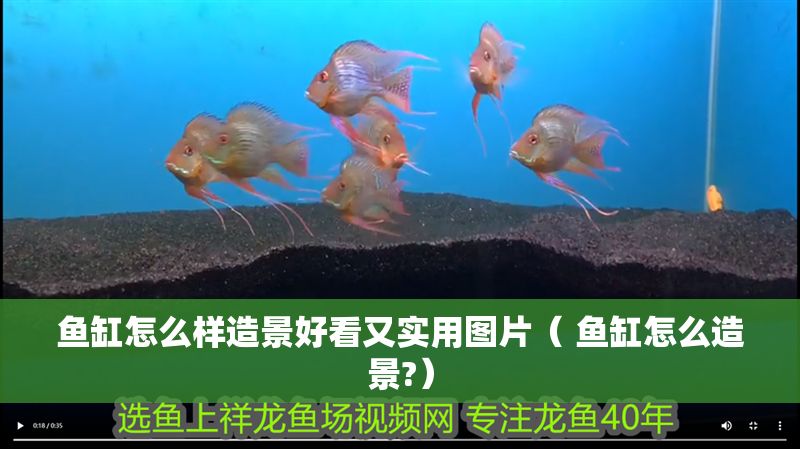 魚缸怎么樣造景好看又實用圖片（ 魚缸怎么造景?）