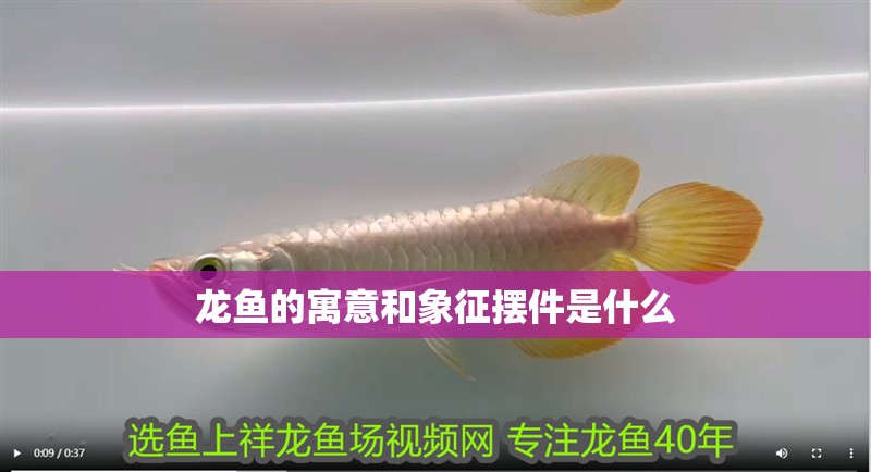 龍魚的寓意和象征擺件是什么 龍魚百科 第2張 龍魚的寓意和象征擺件是什么 龍魚的寓意和象征擺件是什么 龍魚百科 第2張