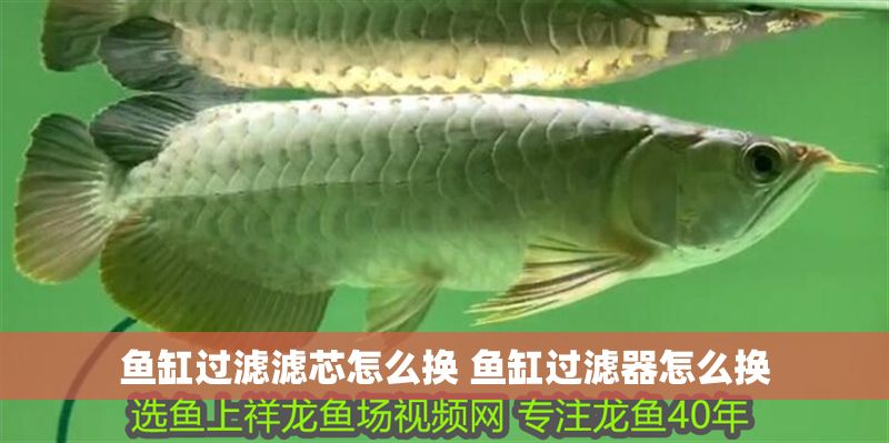 魚缸過濾濾芯怎么換 魚缸過濾器怎么換
