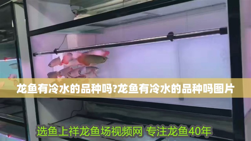 龍魚有冷水的品種嗎?龍魚有冷水的品種嗎圖片