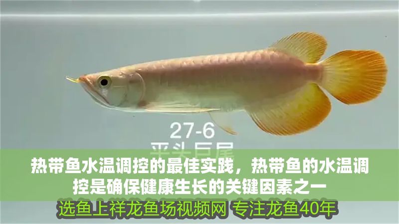 熱帶魚水溫調控的最佳實踐，熱帶魚的水溫調控是確保健康生長的關鍵因素之一