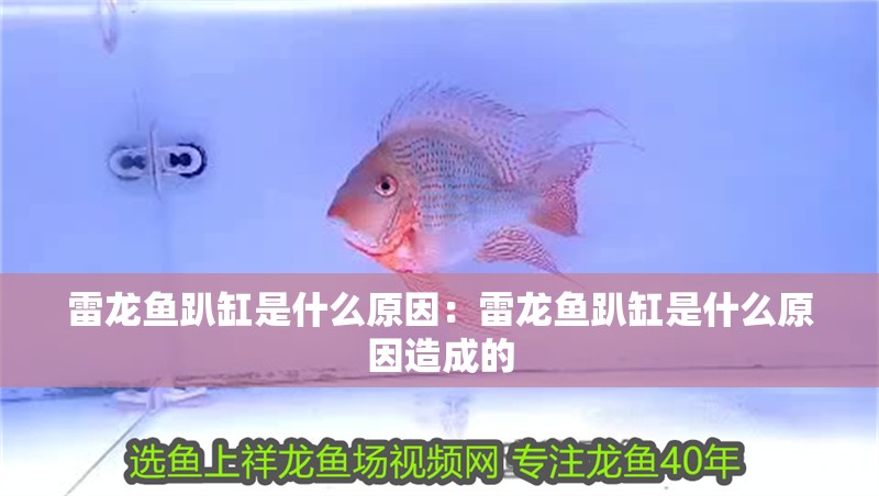 雷龍魚趴缸是什么原因：雷龍魚趴缸是什么原因造成的
