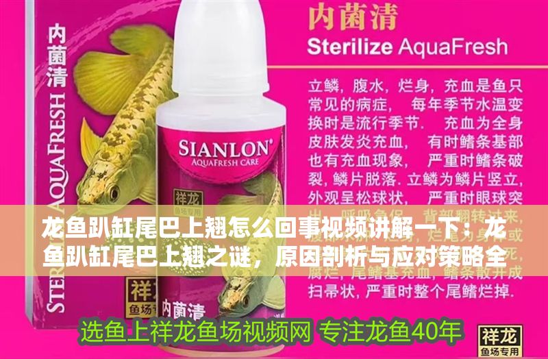 龍魚趴缸尾巴上翹怎么回事視頻講解一下：龍魚趴缸尾巴上翹之謎，原因剖析與應(yīng)對(duì)策略全解析