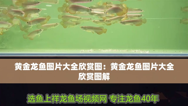 黃金龍魚圖片大全欣賞圖：黃金龍魚圖片大全欣賞圖解