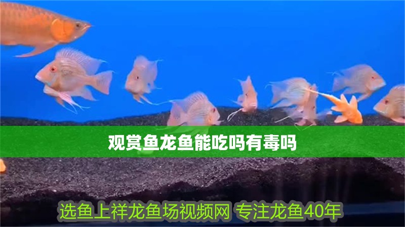 觀賞魚(yú)龍魚(yú)能吃嗎有毒嗎 觀賞魚(yú)龍魚(yú)能吃嗎有毒嗎 龍魚(yú)百科 第2張