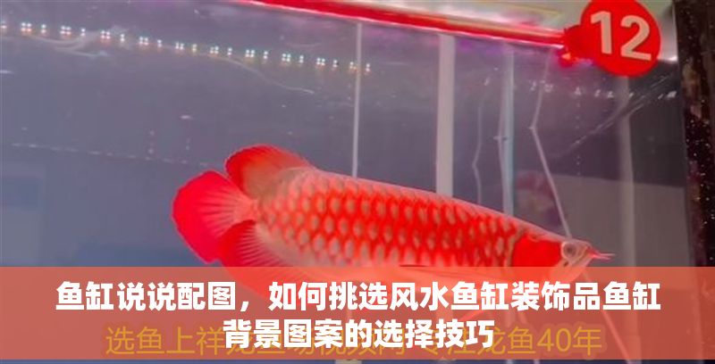 魚缸說說配圖，如何挑選風水魚缸裝飾品魚缸背景圖案的選擇技巧