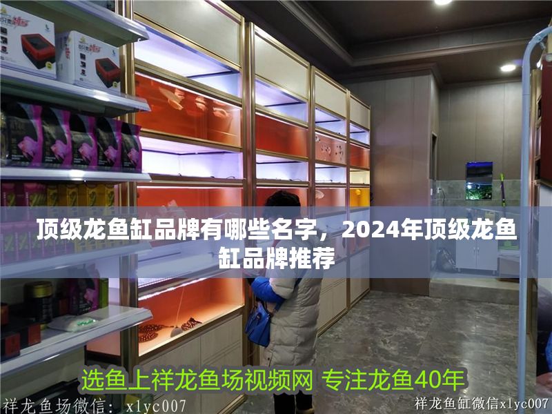頂級龍魚缸品牌有哪些名字，2024年頂級龍魚缸品牌推薦