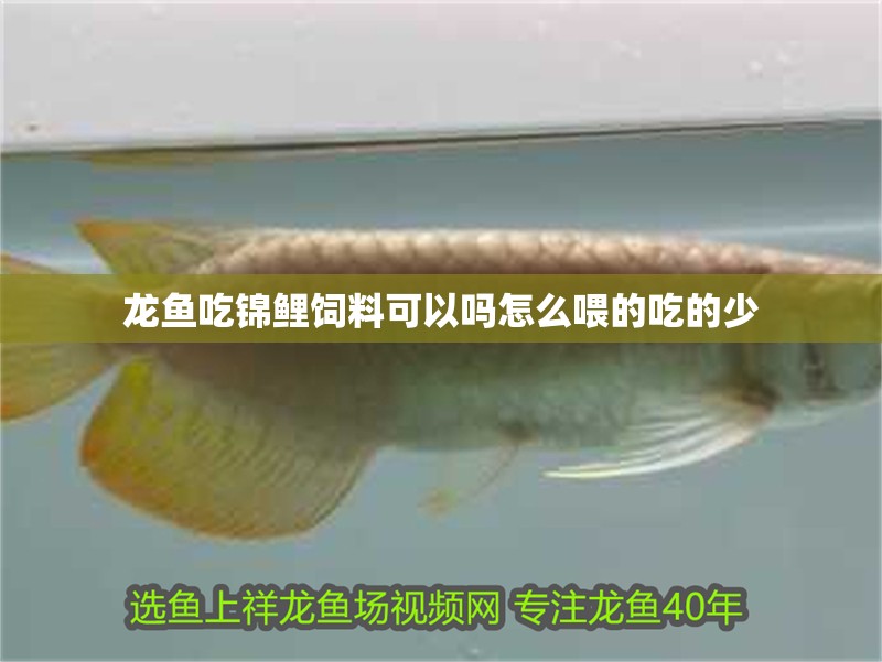 龍魚吃錦鯉飼料可以嗎怎么喂的吃的少
