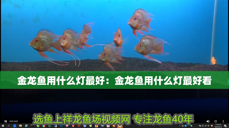金龍魚用什么燈最好：金龍魚用什么燈最好看