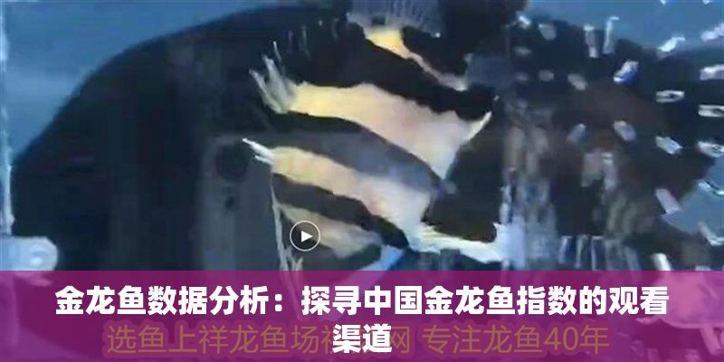 金龍魚數據分析：探尋中國金龍魚指數的觀看渠道