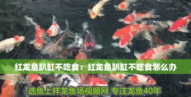 紅龍魚趴缸不吃食：紅龍魚趴缸不吃食怎么辦